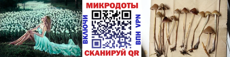 Псилоцибиновые грибы Psilocybe  Коркино 